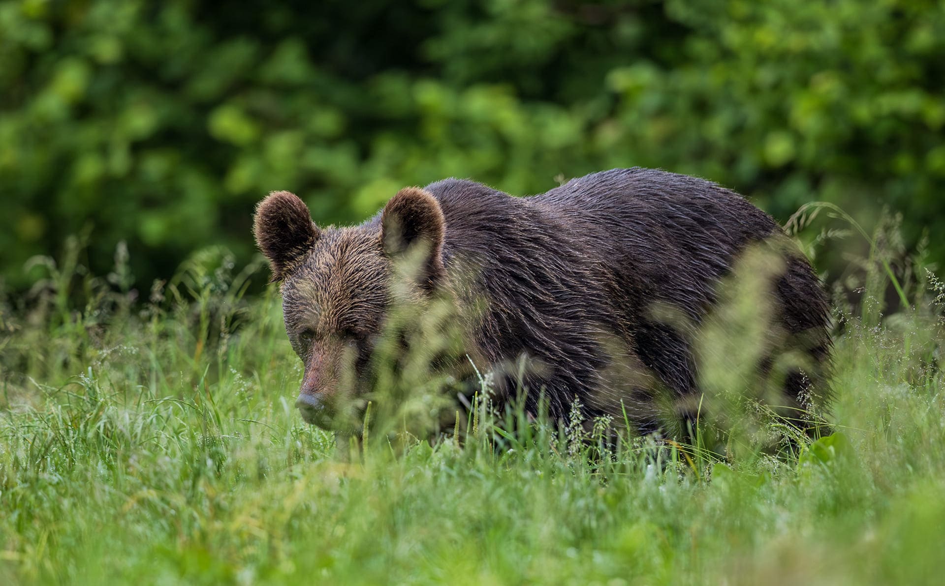 Grizzly Bear